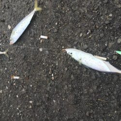 ジグサビキで五目釣り